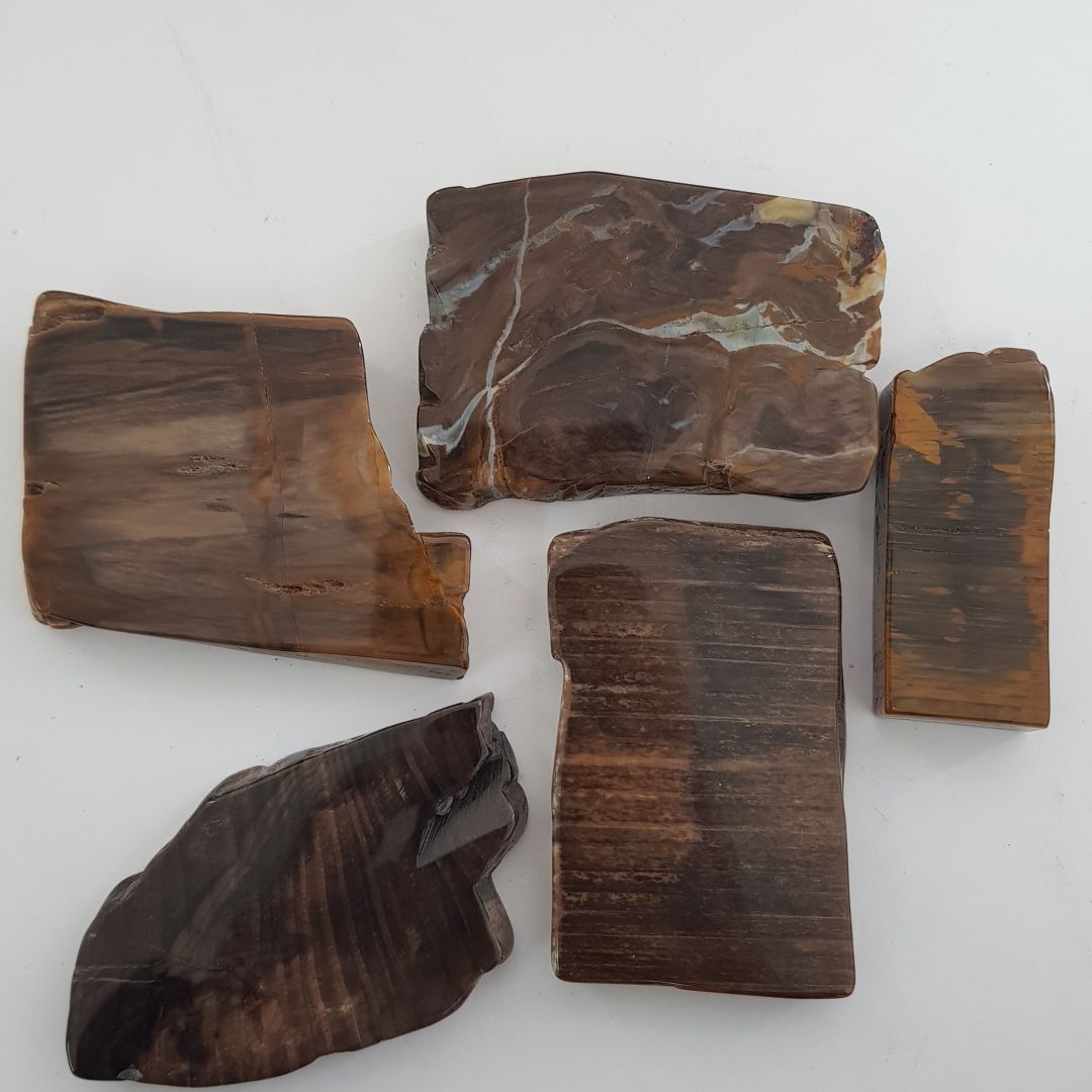 Petrified Wood Polished Slices - 5pc Petrified Wood Polished Slices - 5pc